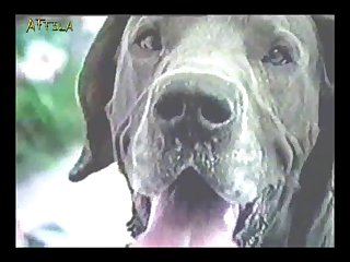 Animal Passion Dog Bitchers 2 Part 11