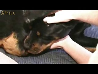 Bestiality Petlust Cs19 Inside Rottweiler Male Dogsex Animalsex Zoosex Zoophile Part 1