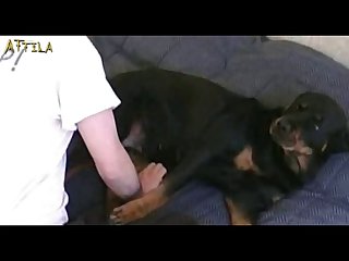 Bestiality Petlust Cs19 Inside Rottweiler Male Dogsex Animalsex Zoosex Zoophile Part 1
