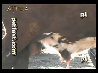 Petlust M11 2 Zoo Bull Sex Farm Boys Part 11