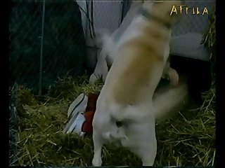 Friskys Kennel Part 1