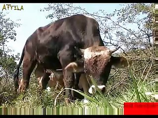 0a0d88 Man Gives Bull A Hand Job