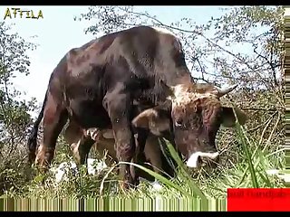 0a0d88 Man Gives Bull A Hand Job