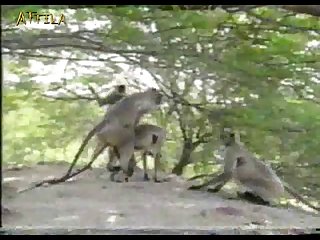 46abda Monkey