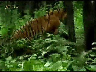 Tiger02