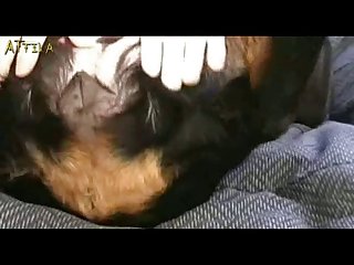 Bestiality Petlust Cs19 Inside Rottweiler Male Dogsex Animalsex Zoosex Zoophile Part 2