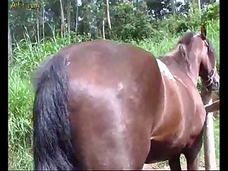 Girl Loves Horse Cum Part 2