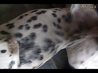 Brown Beauty And Horny Dalmatian Part 5