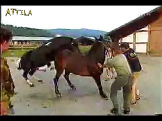 20e180 Horse Mating