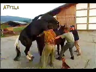 20e180 Horse Mating