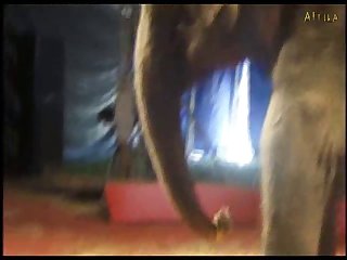 Sexy Girl And Elephant Part 3