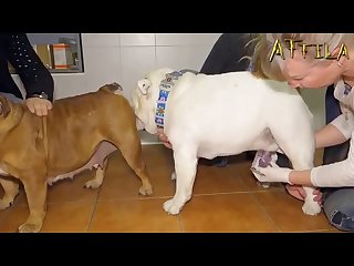 English Bulldogs. Artificial Inseminati