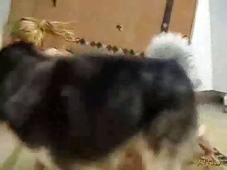 47b62aa4ec901 Girl Husky Humping Part 2