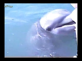 Dolphin Cock