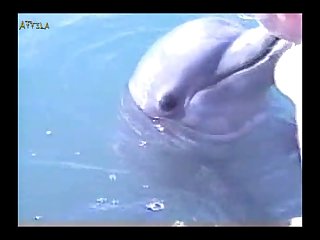 Dolphin Cock