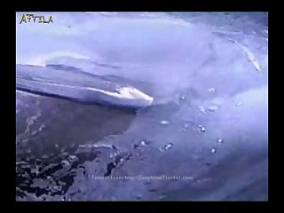 Dolphin Sex Fingering Vagina