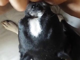 Terrier Licks Woman