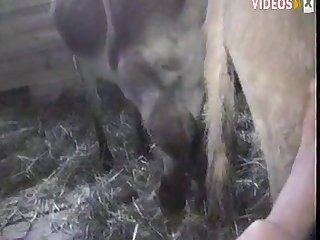 Lovemaking Videos