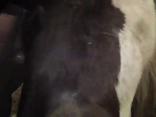 Dog Bj