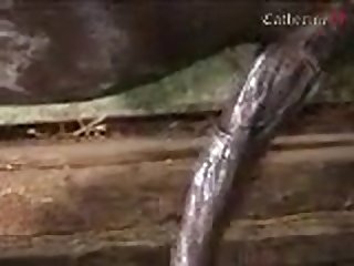 Free Adult Movie