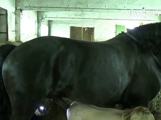 Free Pon