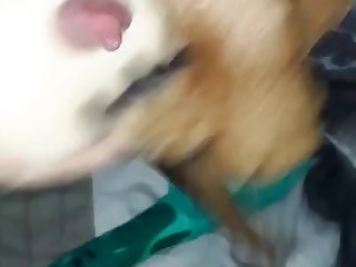 Fleshlight Dog Fuck 2