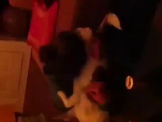 Ankha Animal Crossing Porn Tiktok