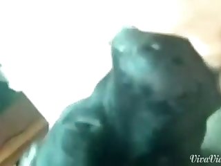 Colin Mochrie Animal Porn