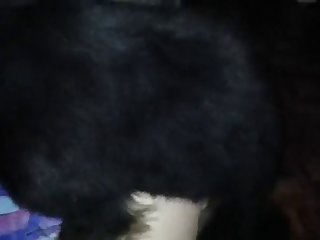 Real Animal Porn Video