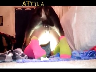 Zoofilia Anales