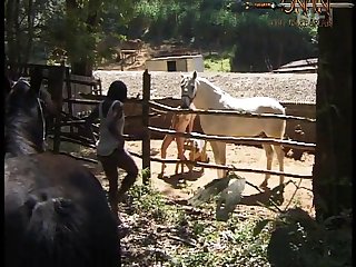 Dog Anal Zoofilia