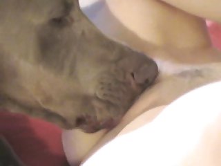 Zoofilia Con Tres Perros