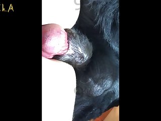 Men Fuck His Dog