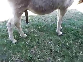 Dog Hard Fuck Girl