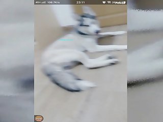 My Dog Wants To Fuck Me