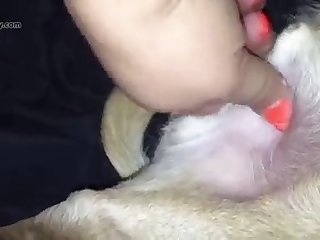 Man Fuck Tiny Dog