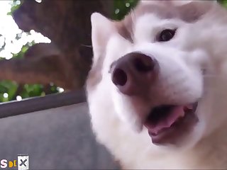 Dog Fuck Women Compilation