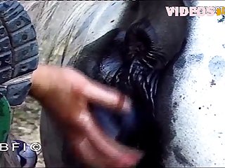Girl Fuck Dog Gif