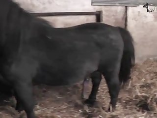 Zooliphile