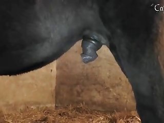 Zooliphile