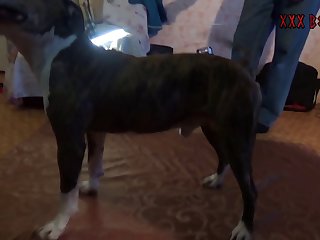 Forced To Fuck A Dog