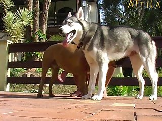 Dog Fuck Stockings