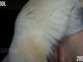 Watch Me Fuck My Dog