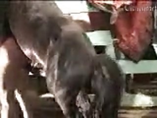 Zootue
