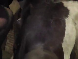 Dog Licks You While Petting
