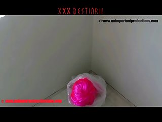 Animal Amateur Sex