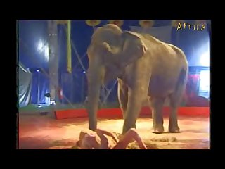 Animal Sex Video With People