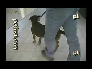 Chinese Animal Sex Videos