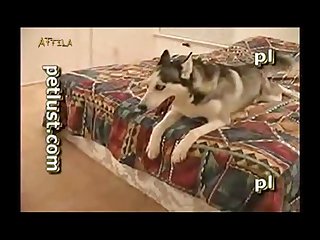 Gay Sex Video Animal