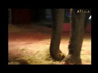 Crazy Sex With Animal